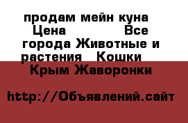 продам мейн куна › Цена ­ 15 000 - Все города Животные и растения » Кошки   . Крым,Жаворонки